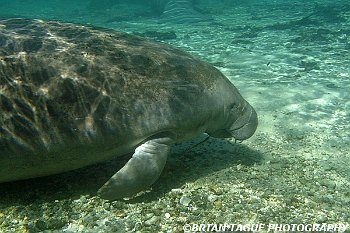 Manatee-425 7198-adj