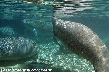 Manatees-425 6957-adj