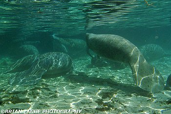 Manatees-425 6975-adj