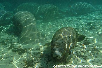 Manatees-425 7002-crp1-adj