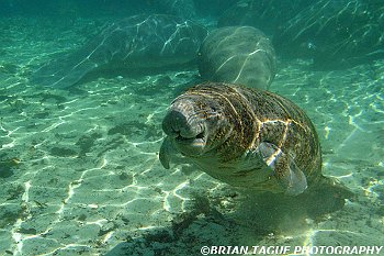 Manatees-425 7009-adj