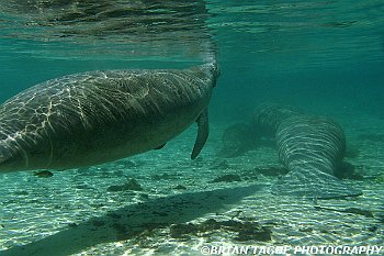 Manatees-425 7223-adj