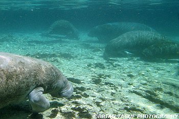 Manatees-425 7283-adj