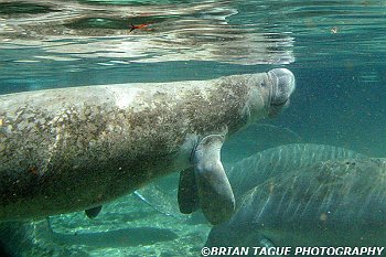 Manatees-425 7295-adj