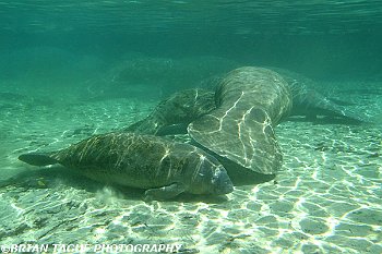 Manatees-425 7312-adj