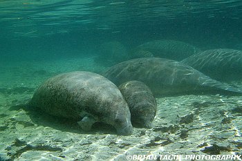 Manatees-425 7430-adj