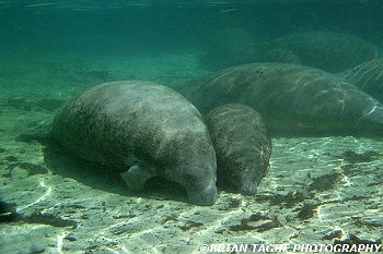 Manatees-425 7431-crp1-adj