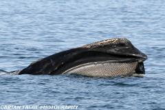NorthAtlanticRightWhale-422 4515-crp-150-4