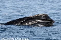 NorthAtlanticRightWhale-422 4516-crp2-150-4