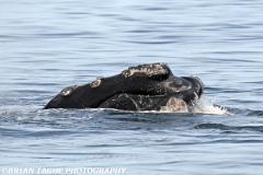 NorthAtlanticRightWhale-423 3774-150-4