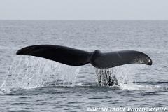 NorthAtlanticRightWhale-423 3957-150-4