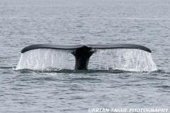 NorthAtlanticRightWhale-423 3979-crp1-150-4