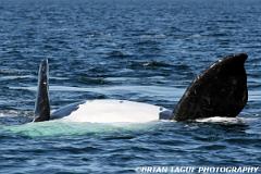 NorthAtlanticRightWhale-426 0315-150-4