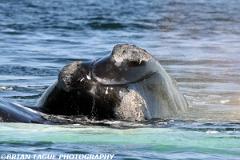 NorthAtlanticRightWhale-426 0550-150-4
