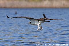 Osprey-294 9466-crp1-150-4