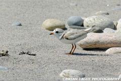 PipingPlover-190 9072-gigpxl-crp1-150-4