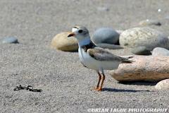 PipingPlover-190 9073-crp1-150-4