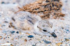 PipingPloverChick-506-12-150-4
