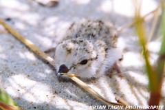 PipingPloverChick-576-28-150-4