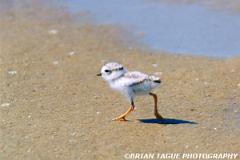 PipingPloverChick-577-03-150-4