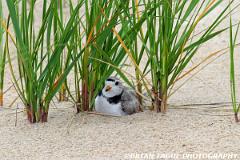 PipingPloverOnNest-191 9164-crp2-150-4