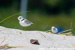 PipingPloverWithChick-446 4705-crp3-150-4