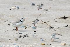 PipingPloverWithChicks-422 0628-crp-150-4