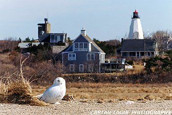 PlymouthLight-SnowyOwl-558-21-150-4 PlymouthLight-SnowyOwl-558-21-150-4