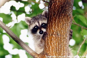 Raccoon-589-05