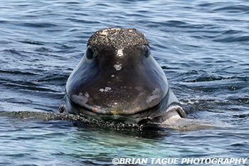 RightWhale-422_4548-crp