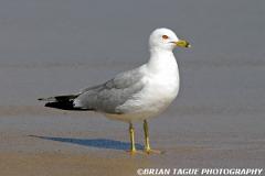 Ring-billedGull-191 9138-crp-150-4