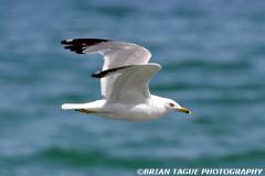 Ring-billedGull-191 9153-crp-150-4