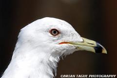 Ring-billedGull-276 7608-crp-150-4