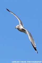 Ring-billedGull-423 0576-150-4
