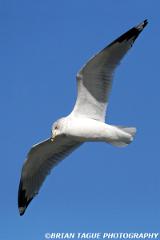 Ring-billedGull-423 0578-150-4