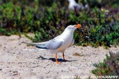 RoseateTern-739-11-150-4
