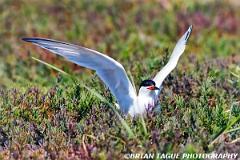 RoseateTern-739-18-150-4