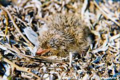 RoseateTernChick-724-15-150-4