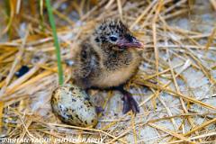 RoseateTernChick-836-03-150-4