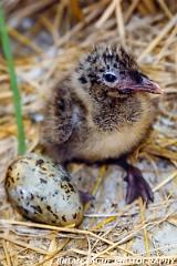 RoseateTernChick-836-03-crp-150-4