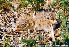 RoseateTernChicks-725-16-150-4