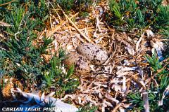 RoseateTernNest-724-14-150-4