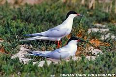 RoseateTerns-728-31-crp-150-4