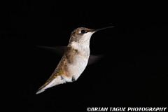 Ruby-throatedHummingbird-448 3839-150-4