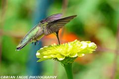 Ruby-throatedHummingbird-451 7301-crp1-150-4