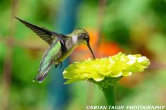 Ruby-throatedHummingbird-451 7313-crp1-150-4