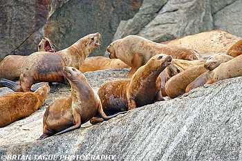 StellerSeaLions-355_5520