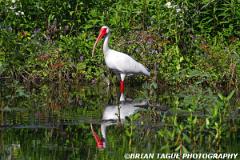 White-Ibis-435 0111-150-4