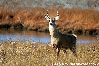 White-TailedDeer-422_8401-crp3