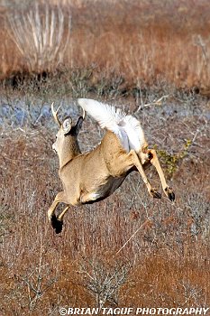 White-TailedDeer-422 8419-crp1-150-4